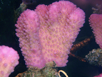 Pocillopora eydouxy pink